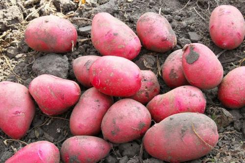 Ранние сорта картофеля. ТОП-30 ранних сортов картофеля для вашего огорода