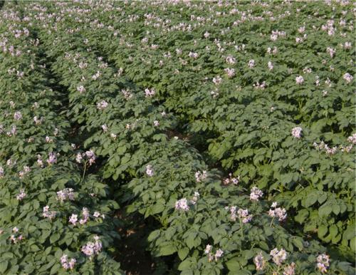 Картофель Жуковский поздний. Посадка Жуковского