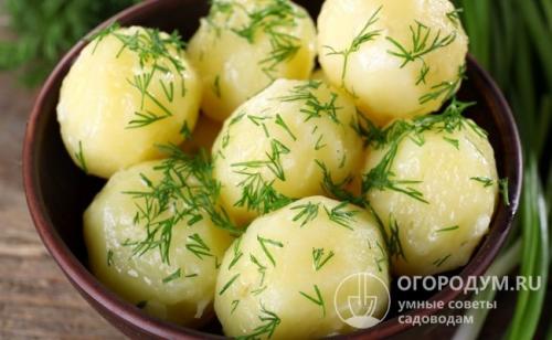 Отзыв о картофель Жуковский ранний. Характеристики клубней