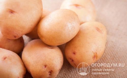 Отзыв о картофель Жуковский ранний. Характеристики клубней