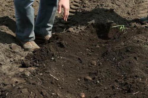 Картофель Жуковский ранний (элита). Картофель «Жуковский ранний»: описание, характеристика сорта, отзывы