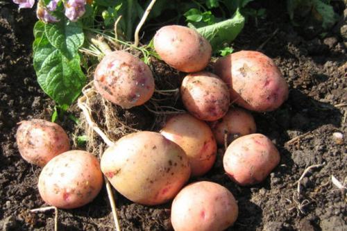 Картофель Жуковский ранний (элита). Картофель «Жуковский ранний»: описание, характеристика сорта, отзывы