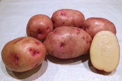 Картофель Жуковский ранний (элита). Картофель «Жуковский ранний»: описание, характеристика сорта, отзывы