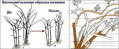 Как часто нужно поливать ежевику весной. Как ухаживать за ежевикой
