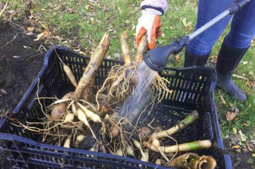 Когда выкапывать георгины осенью и как правильно хранить. Как правильно выкопать клубни георгинов: пошаговая инструкция