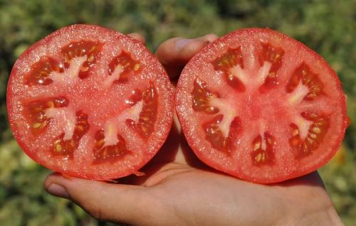 Список лучших сортов помидоров. Лучшие сорта томатов на 2023 год: характеристики, описание и фото