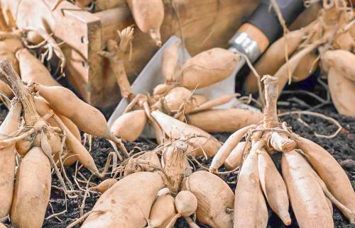 Как хранить георгины в холодильнике.  Маркировка клубней