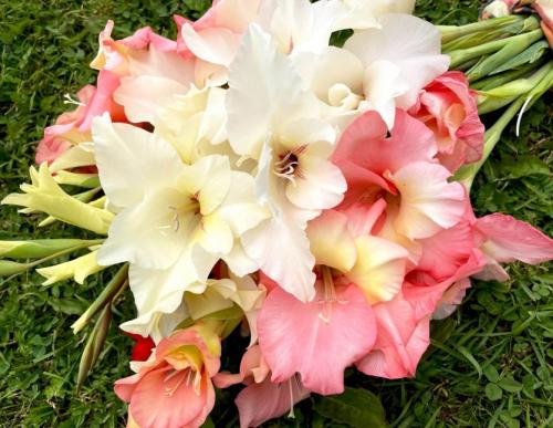 Нужно ли выкапывать гладиолусы на зиму. Коротко о важном. Убираем гладиолусы на зиму правильно: когда и как выкапывать, как хранить