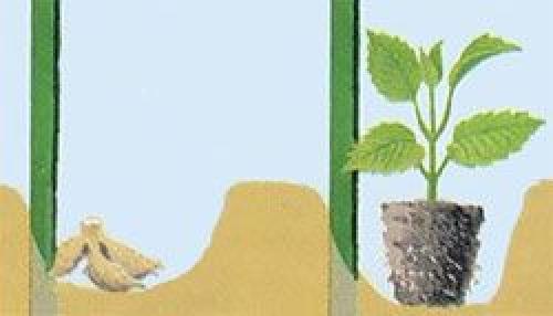 Когда выкапывать георгины и как хранить клубни зимой. Порядок работы пошагово 05