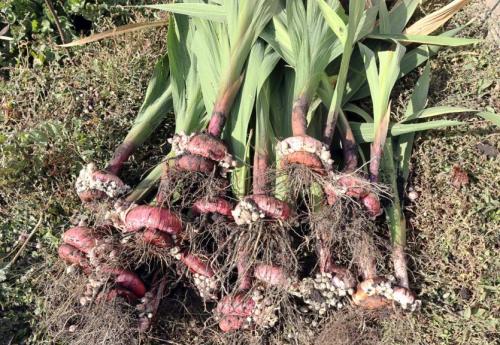 Нужно ли выкапывать гладиолусы на зиму. Коротко о важном. Убираем гладиолусы на зиму правильно: когда и как выкапывать, как хранить