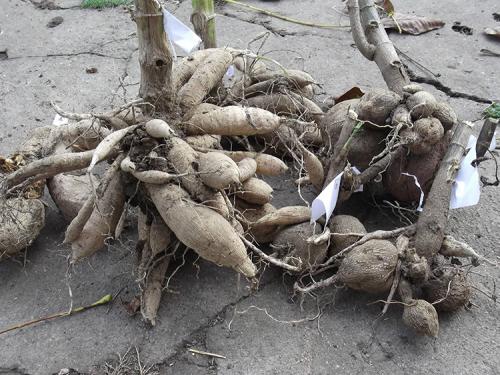 Можно ли не выкапывать георгины на зиму. Как промыть, разделить и высушить