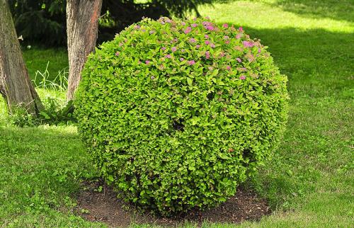 Как подстричь спирею шариком. Обрезка и формирование спиреи - ничего сложного