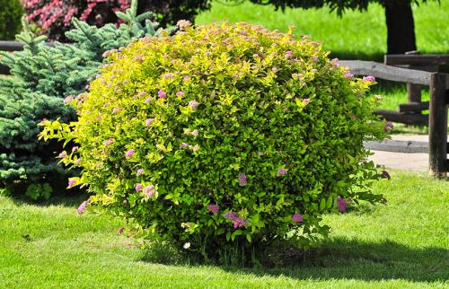 Как подстричь спирею шариком. Обрезка и формирование спиреи - ничего сложного