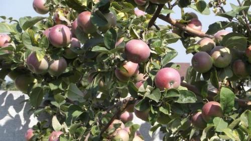 Кто сажал яблоню Лобо. Яблоня Лобо: характеристики 05 Кто сажал яблоню Лобо. Яблоня Лобо: характеристики 05