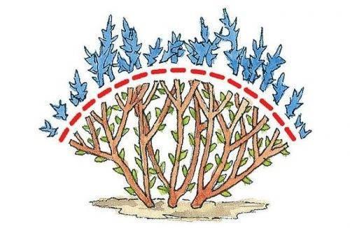 Спирея в садовой парикмахерской. Особенности осеннего ухода