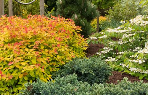 Как подстричь спирею шариком. Обрезка и формирование спиреи - ничего сложного