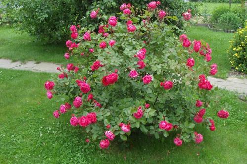 Сорта роз по цвету.