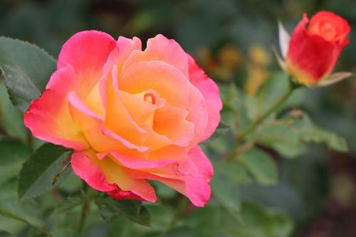 Сорта роз по цвету. 