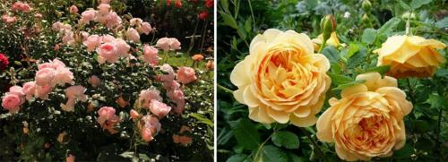 Розы многолетние сорта. Кустовые розы: описание видов, сортов, особенности ухода