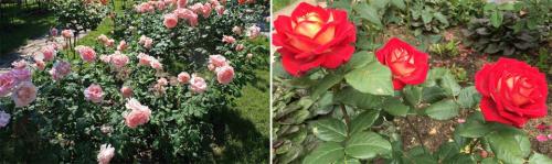 Розы многолетние сорта. Кустовые розы: описание видов, сортов, особенности ухода