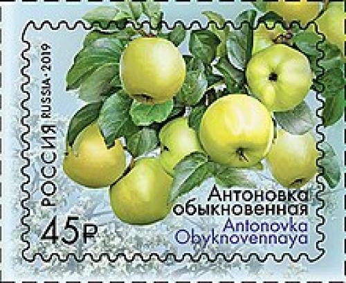 Яблони ранние сорта Антоновка. 01 Яблони ранние сорта Антоновка. 01