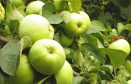 Яблони ранние сорта Антоновка. 03 Яблони ранние сорта Антоновка. 03