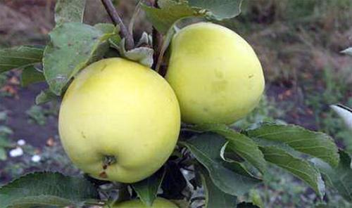 Яблони ранние сорта Антоновка. 02 Яблони ранние сорта Антоновка. 02