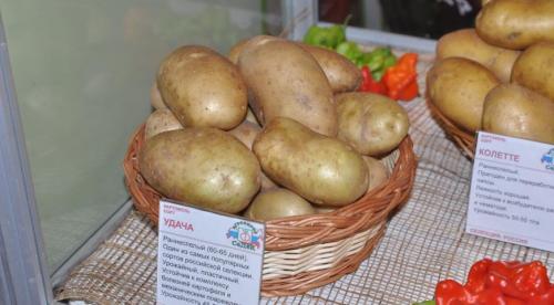 Ключевые характеристики сорта картофеля. Описание основных сортов картофеля 11