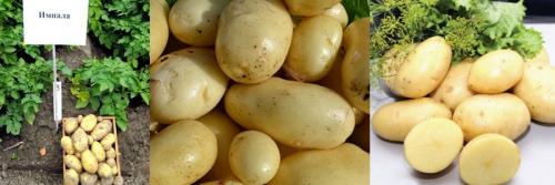 Ключевые характеристики сорта картофеля. Описание основных сортов картофеля 03 Ключевые характеристики сорта картофеля. Описание основных сортов картофеля 03