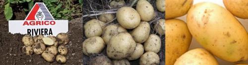 Ключевые характеристики сорта картофеля. Описание основных сортов картофеля 02 Ключевые характеристики сорта картофеля. Описание основных сортов картофеля 02