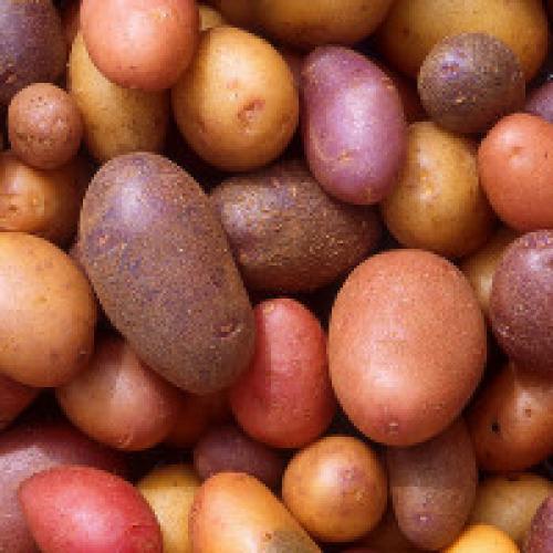 Ключевые характеристики сорта картофеля. Описание основных сортов картофеля
