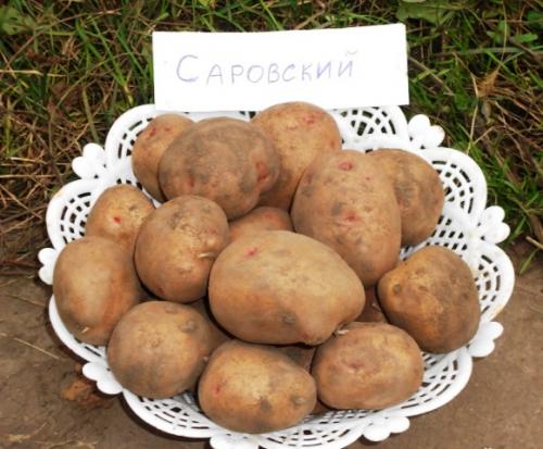 Лучшие сорта картофеля. Обзор лучших сортов