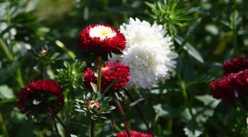 Высокорослые астры и гигантские астры. Классификация однолетних астр 04