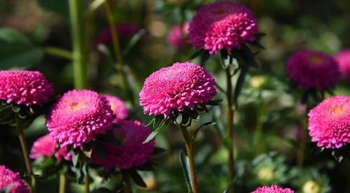 Высокорослые астры и гигантские астры. Классификация однолетних астр 05