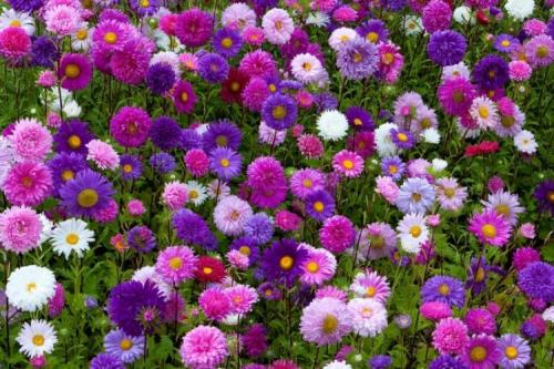 Самые красивые сорта астры. Астры (70 фото): виды, выращивание и уход