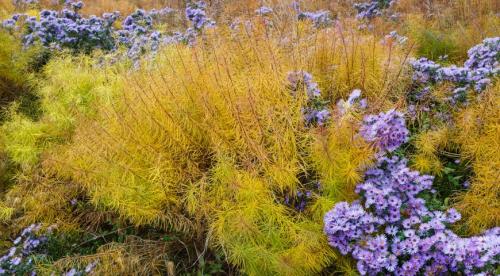 Высокорослые астры и гигантские астры. Классификация однолетних астр 07