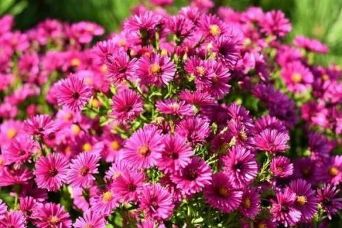 Астры многолетние кустовые. Астра кустарниковая