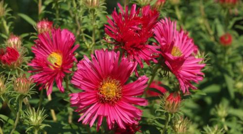 Высокорослые астры и гигантские астры. Классификация однолетних астр 09