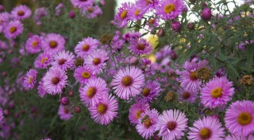 Высокорослые астры и гигантские астры. Классификация однолетних астр 08