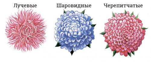 Высокорослые астры и гигантские астры. Классификация однолетних астр 01