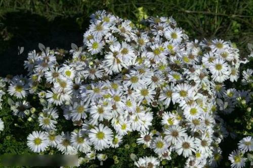 Астры многолетние кустовые. Астра кустарниковая