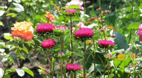 Многолетние астры в осенних цветниках. Многолетняя астра – 5 шагов к цветущему осеннему бордюру 15 Многолетние астры в осенних цветниках. Многолетняя астра – 5 шагов к цветущему осеннему бордюру 15