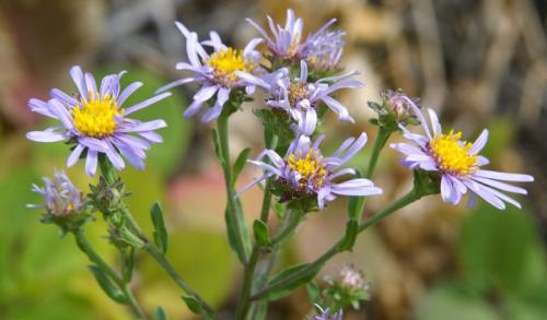 Многолетние астры в осенних цветниках. Многолетняя астра – 5 шагов к цветущему осеннему бордюру 20 Многолетние астры в осенних цветниках. Многолетняя астра – 5 шагов к цветущему осеннему бордюру 20