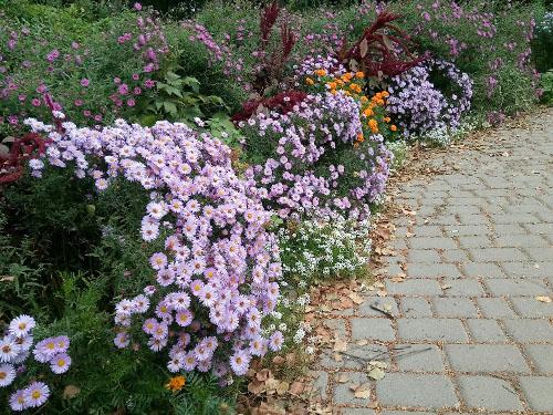 Многолетние астры в осенних цветниках. Многолетняя астра – 5 шагов к цветущему осеннему бордюру 17 Многолетние астры в осенних цветниках. Многолетняя астра – 5 шагов к цветущему осеннему бордюру 17