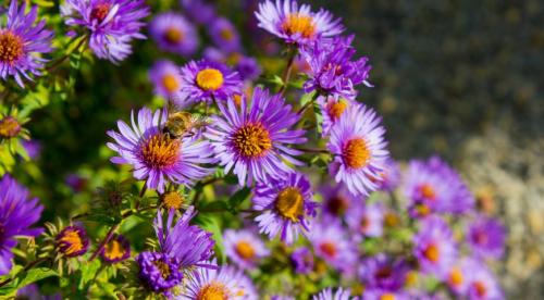 Многолетние астры в осенних цветниках. Многолетняя астра – 5 шагов к цветущему осеннему бордюру 23