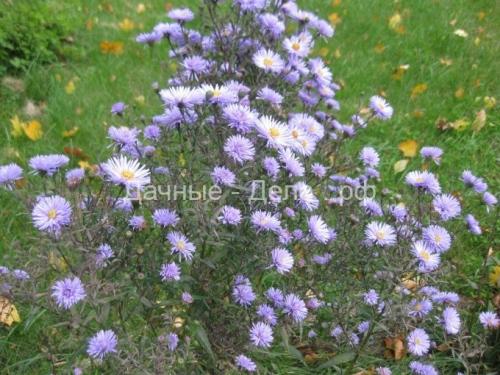 Многолетние астры в осенних цветниках. Многолетняя астра – 5 шагов к цветущему осеннему бордюру 03 Многолетние астры в осенних цветниках. Многолетняя астра – 5 шагов к цветущему осеннему бордюру 03