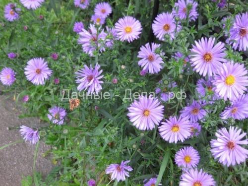Многолетние астры в осенних цветниках. Многолетняя астра – 5 шагов к цветущему осеннему бордюру 02 Многолетние астры в осенних цветниках. Многолетняя астра – 5 шагов к цветущему осеннему бордюру 02