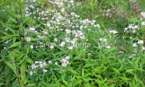 Многолетние астры в осенних цветниках. Многолетняя астра – 5 шагов к цветущему осеннему бордюру 04 Многолетние астры в осенних цветниках. Многолетняя астра – 5 шагов к цветущему осеннему бордюру 04