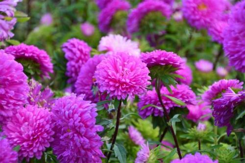 Астры многолетние или однолетние. Посадка астры в открытый грунт, уход и выращивание, фото