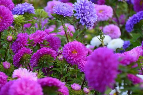 Астры многолетние или однолетние. Посадка астры в открытый грунт, уход и выращивание, фото
